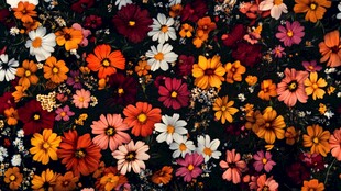 缤纷多彩花卉图案