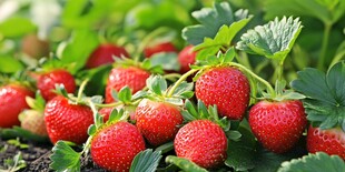 新鲜草莓 绿叶衬托的美味