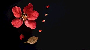 黑底上的娇艳红花朵