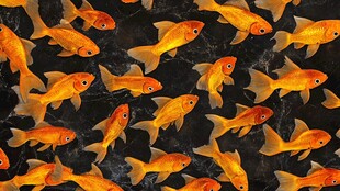 金色金鱼群游图案背景