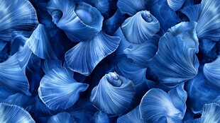 蓝色贝壳纹理精美图案