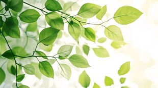 嫩绿枝叶在阳光下舒展