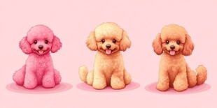 三只可爱贵宾犬萌趣图