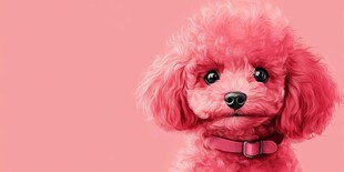 粉色萌趣贵宾犬特写