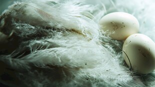 羽毛上的两枚洁白鸟蛋