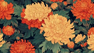 艳丽菊花绽放 花叶相依