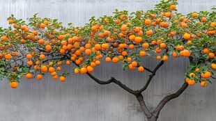 硕果累累的橙色果树