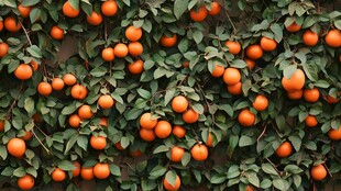 枝头硕果累累的橙色柑橘