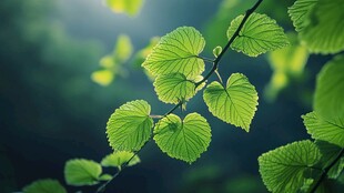 嫩绿叶片在枝头舒展