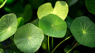 翠绿铜钱草叶片特写