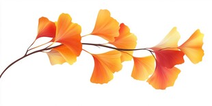 金黄银杏叶 秋日之浪漫