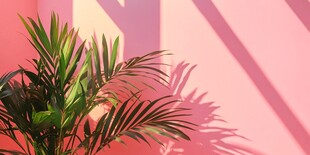 粉色墙下的翠绿棕榈叶