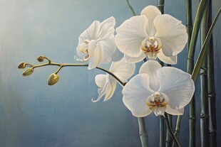 优雅白蝴蝶兰绽放瞬间