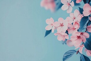 淡蓝背景下的粉嫩花枝
