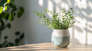 室内绿植盆栽 清新小景