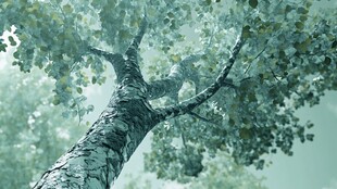 雾中苍树绿意浓