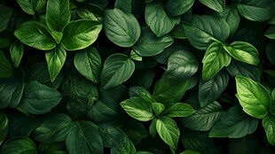 翠绿叶片的自然生机画面