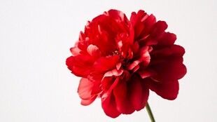 鲜艳红花朵特写