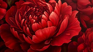 艳丽红牡丹特写