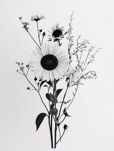 黑白向日葵花卉静物图