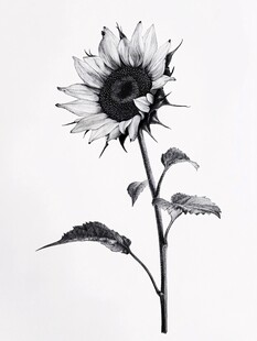 黑白素描向日葵特写
