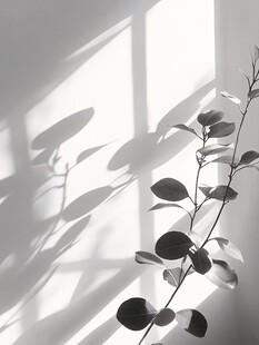 窗边枝叶的光影之美