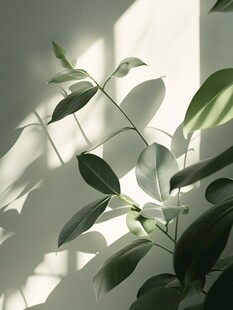 光影下的绿叶姿态