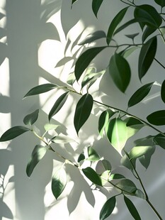 阳光洒落的翠绿枝叶