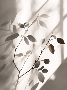 光影下的枝叶剪影