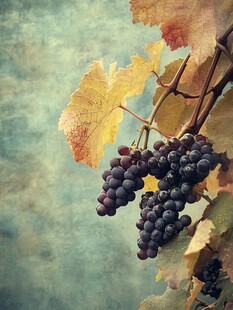 秋韵葡萄 叶间紫果之美