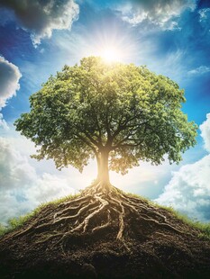 阳光照耀下的茂盛大树