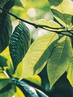 阳光下的翠绿叶片