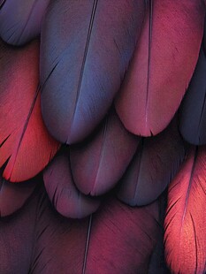 梦幻紫粉交织的绚丽羽毛