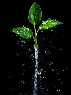 水滴滋养下的嫩绿幼苗