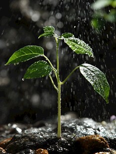 雨中幼苗 生命的坚韧绽放
