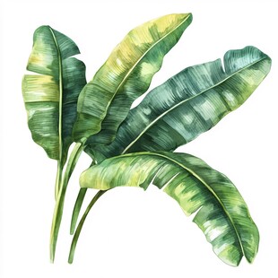 手绘热带芭蕉叶插画
