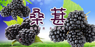 桑葚