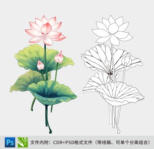荷花手绘