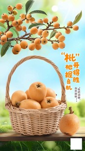 新鲜枇杷 