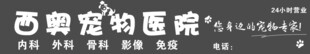 宠物