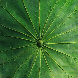 翠绿荷叶纹理特写