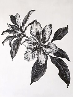 黑白花卉插画 精致花朵叶片