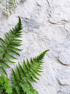 石上蕨类植物与白色小花