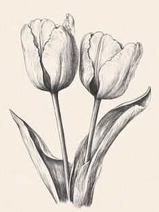 黑白素描两朵优雅郁金香