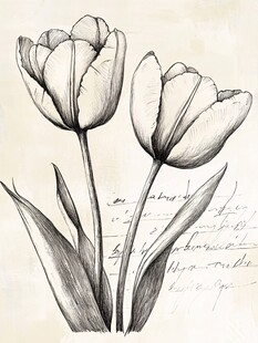 手绘黑白郁金香花卉图