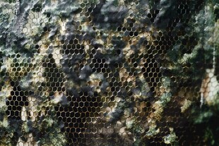 蜂巢特写 自然精巧的结构