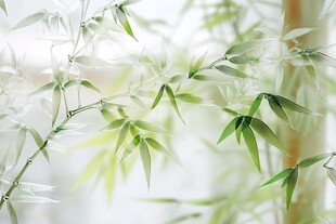 清新翠竹 尽显自然之美