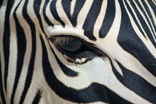 斑马眼部特写