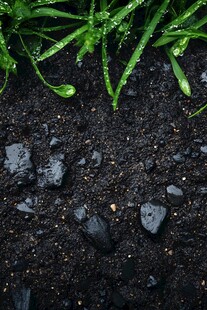 雨后破土而出的嫩绿小草