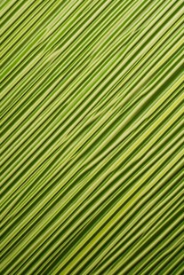 翠绿叶片纹理特写